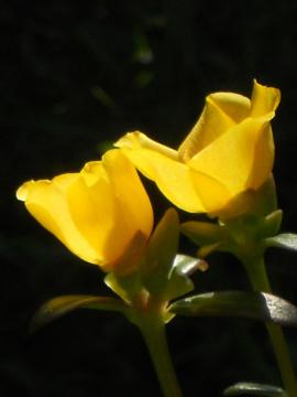 �|�[���`���J�A�b�v�I