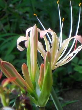 �ފ݉ԁF�֎ꍹ��