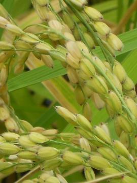 �����Ă̈��