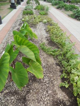 �����Ə��ʃX�C�J