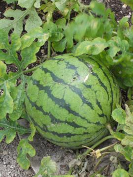 ���ʃX�C�J