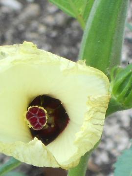 �I�N���̉�