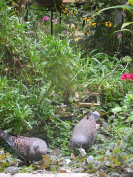 �䕗�����邩�瑁���H�ׂ悤�I