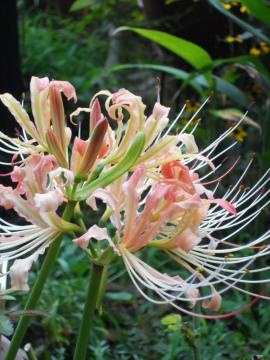 �����̔ފ݉�