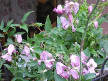 �N���}�`�X�F�C���t�H�O���e���A�n