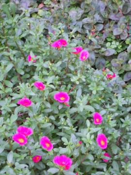 �|�[���`���J�ƃq���c���\�o