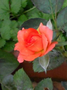 ���̒��̃t�����C�e