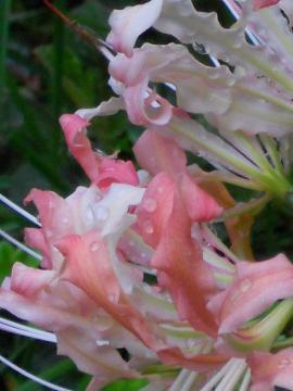 �����̐��H���܂񂾔ފ݉�