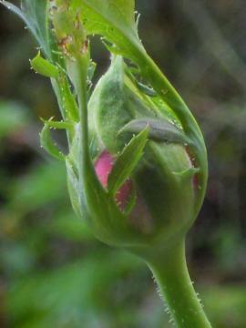 �}���A�J���X