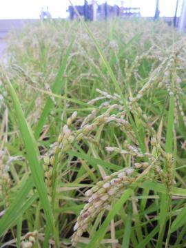 ����̐��c