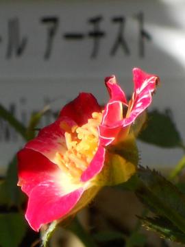 ���g���E�A�[�`�X�g