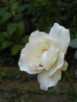 �z���C�g�N���X�}�X