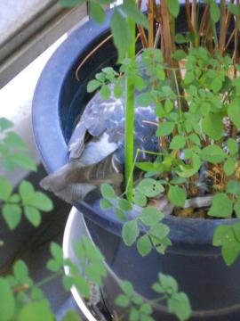 �E��̔��̃q�i�a���I