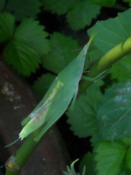 �z���C�g�N���X�}�X�̎}��