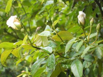 �X�e���O���C���Q