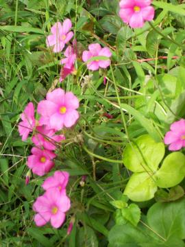 �I�L�U���X