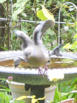 �p�����I