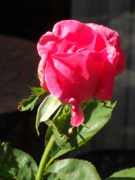 �}���A�J���X