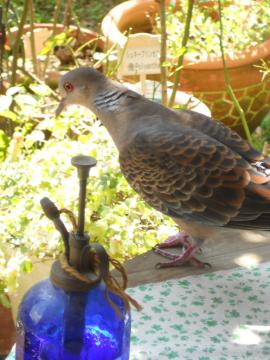 �����̃n�g