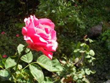 �}���A�J���X�S�J�I