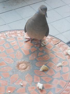 �܂�Ղ��H�I