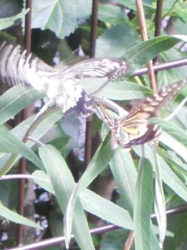 ������C����ė��āc