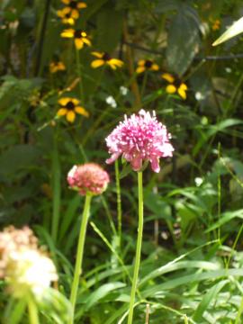 ���낻��I���̃X�J�r�I�T