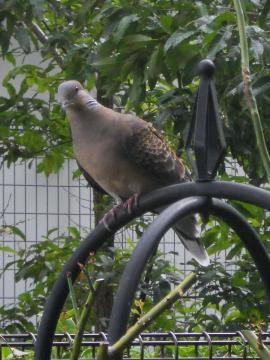 �����o�g