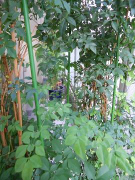 �E��̃n�g�̃q�i