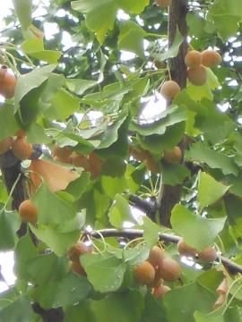 �����́w�M���i���x