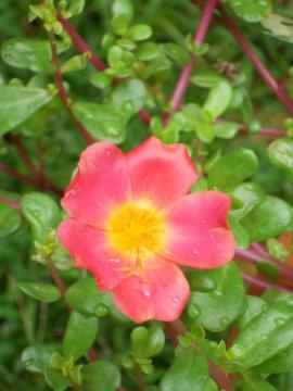 �|�[���`���J