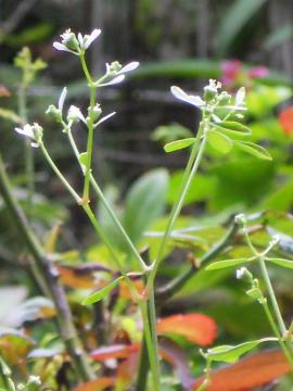 ���[�t�H���r�A