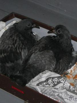 �����Q����@�ڊo�߂āE�E�E