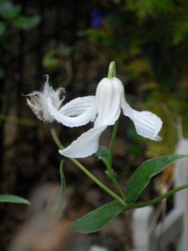 �N���}�`�X�F�C���t�H�O���e���A�n�E��