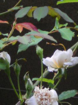 �X�e���O���C