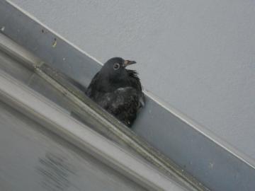 �c����1�H�̌��f