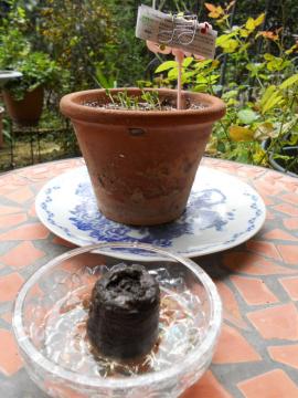 �c�O�Ȃ���E�E�E�t�H���_���V���R�����̐l���y�͔��肹���B�B�B