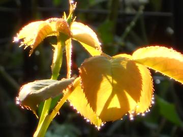 �}���A�J���X