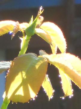 �}���A�J���X