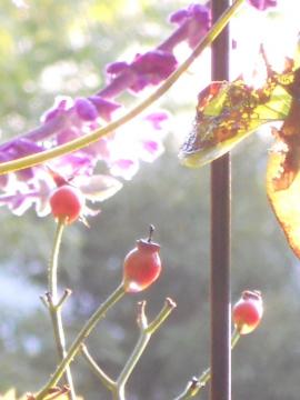 �̂��݂̃��[�Y�q�b�v