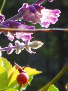 �G�������h�Z�[�W�Ƃ̂���