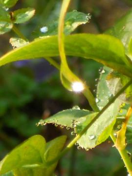 �N���}�`�X�̗t�̎��̋P��