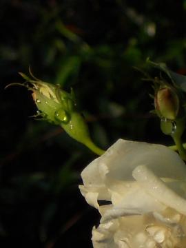 �X�e���O���C