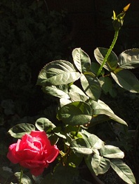 �����̃}���A�J���X