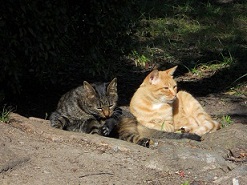 �̂炿��񂽂��̓����ڂ���