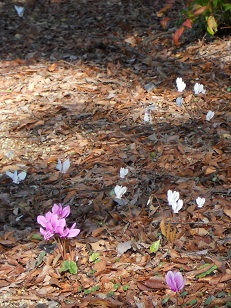 �K�[�f���V�N�������̎��R�Ȑ���