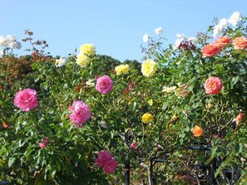 �X�^���_�[�h�d����