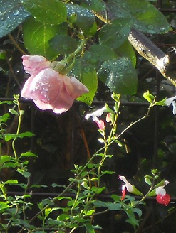 �J�オ��̃u���[���[��