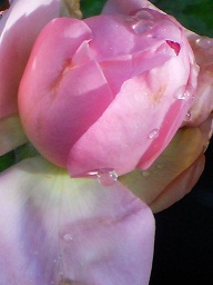 ���C���b�N���[�Y���Q