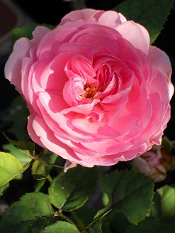 ���C���b�N���[�Y�S�J�I